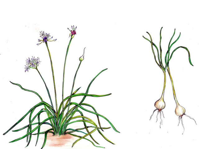 long-stamen chive