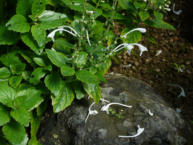 Scutellaria longituba