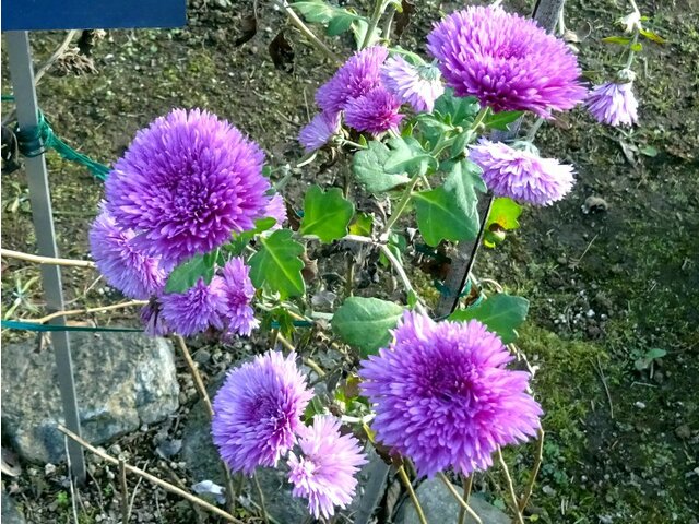 Chrysanthemum 'Enmeiraku'