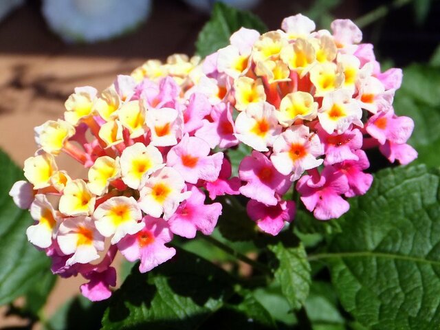 Lantana