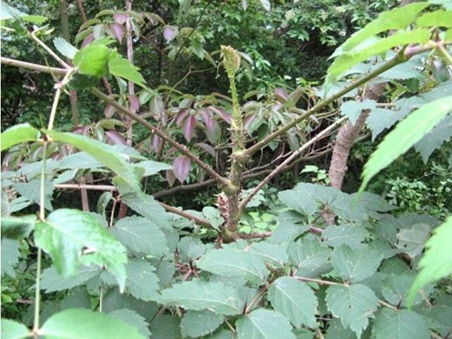 タラノキ Aralia Elata かぎけん花図鑑