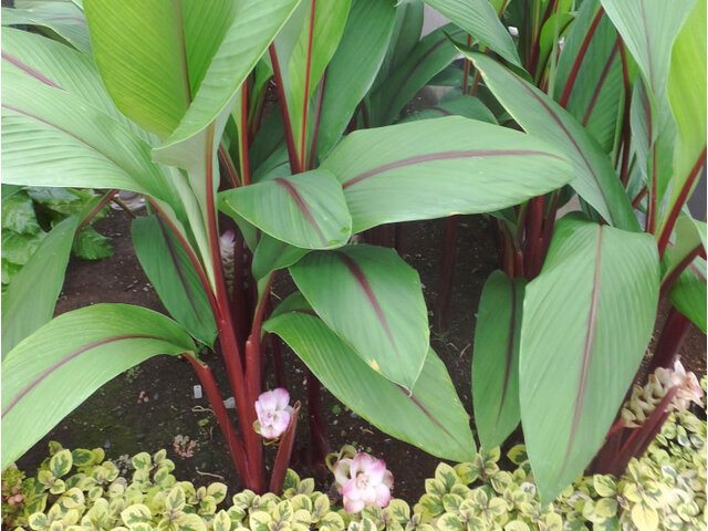 Curcuma lubesken