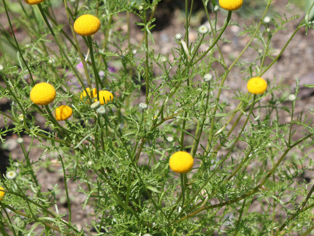 Pentzia grandiflora