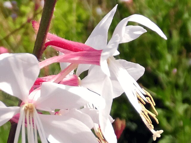 Gaura lindheimeri