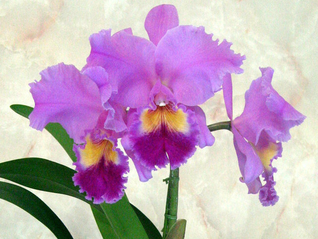 Cattleya