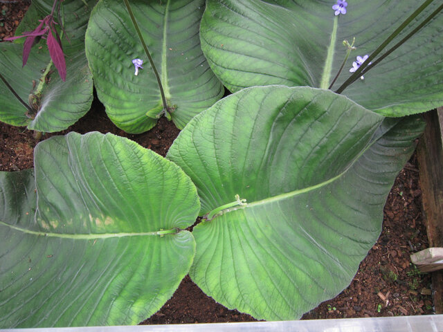 Streptocarpus