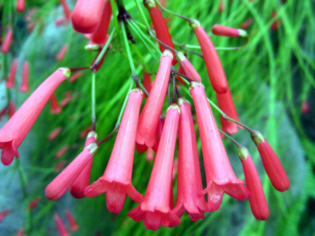 Coral plant