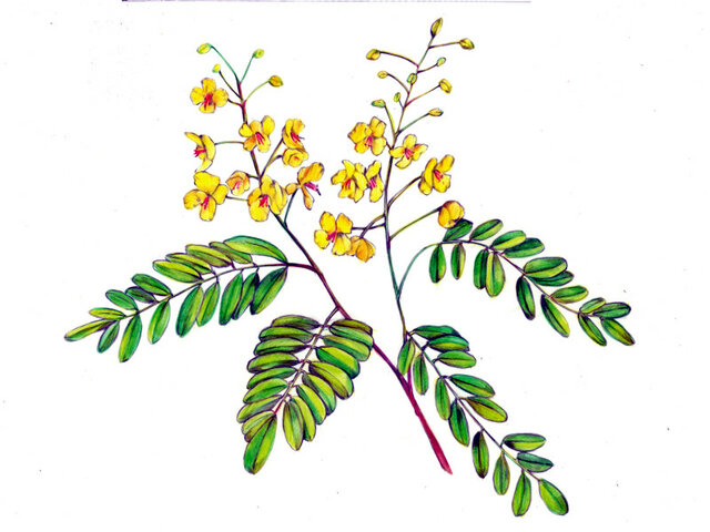 Caesalpinia decapetala 