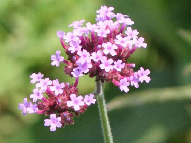 7月18日の誕生花 バーベナ マリーゴールド 科技研花图画书