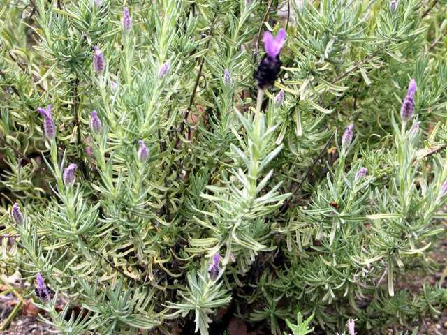 Lavandula stoechas