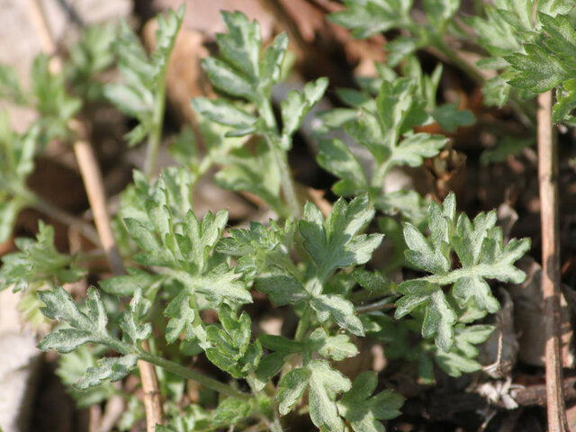 Artemisia princeps