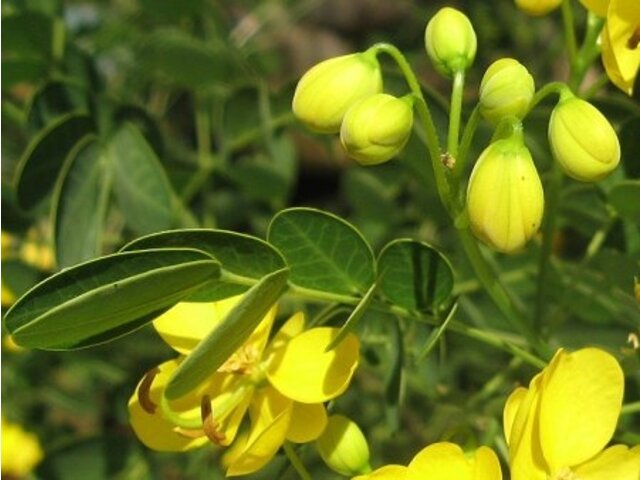 モクセンナ Senna Surattensis かぎけん花図鑑