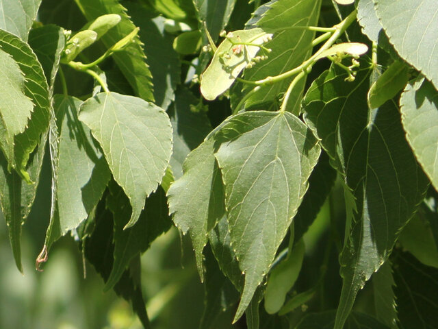 シナノキ | Tilia japonica | かぎけん花図鑑