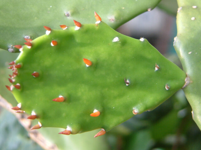 Spineless cactus 