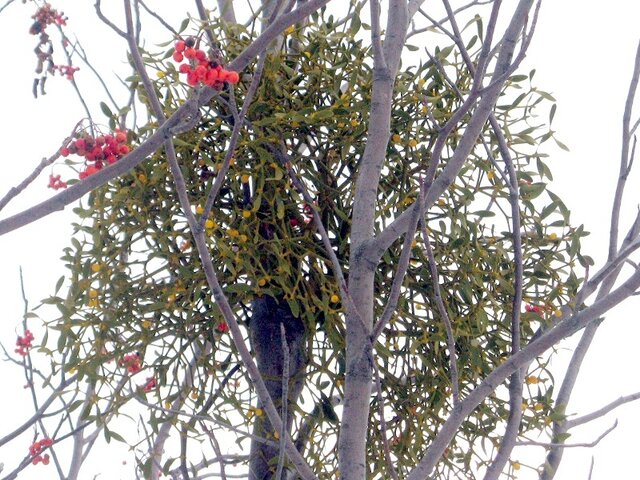 Common mistletoe