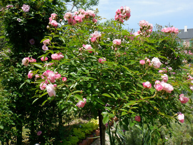 薔薇  "粉色母亲节"