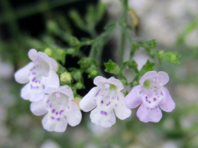 新风轮菜