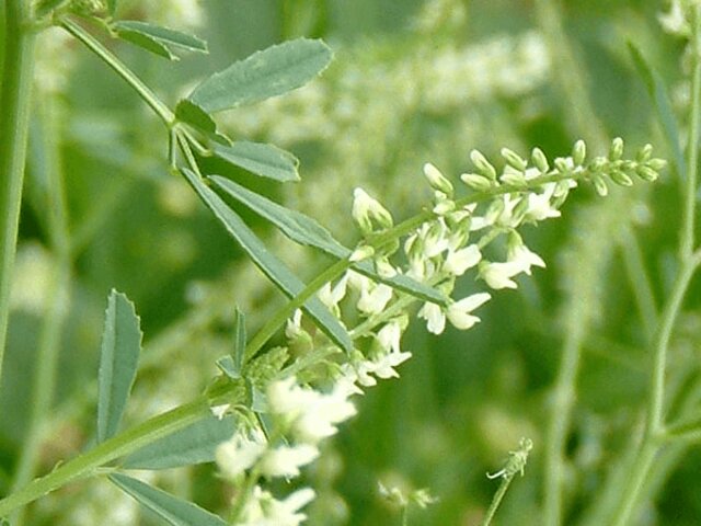 白花草木犀 Melilotus Alba 科技研花图画书