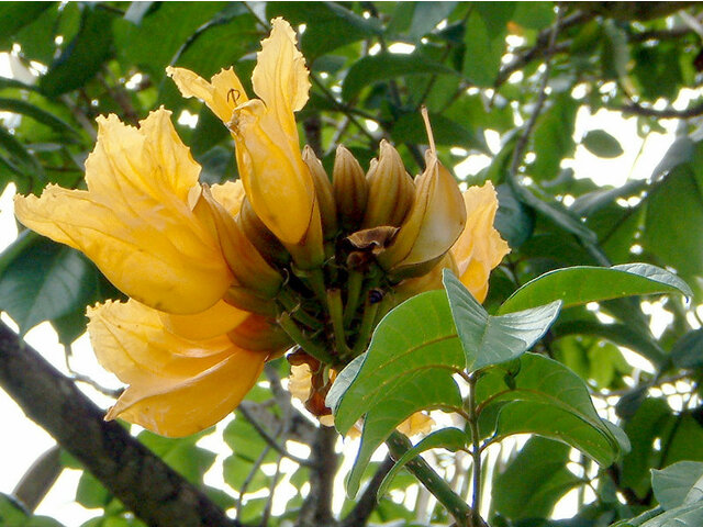 黄花火焰樹