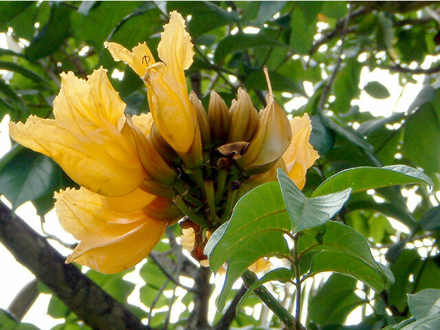 Yellow African Tulip Tree