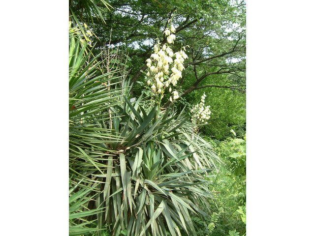 Yucca recurvifolia