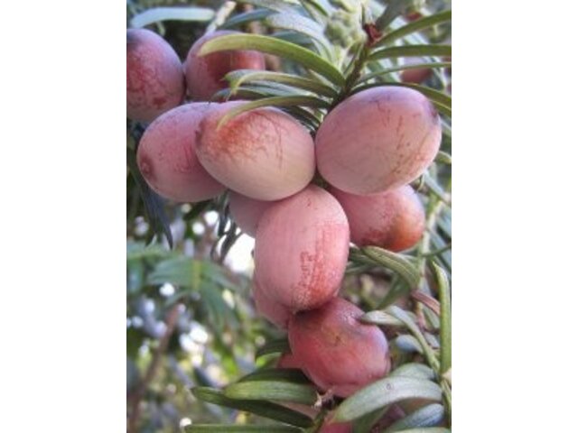 Cephalotaxus harringtonia