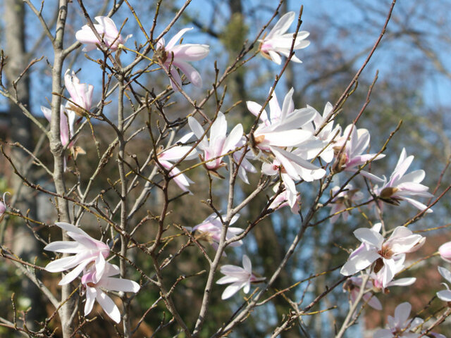 Magnolia 'Robert's Dream'