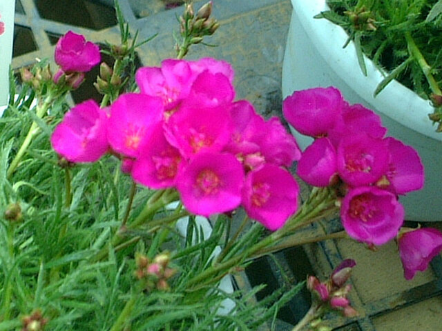 Calandrinia umbellata