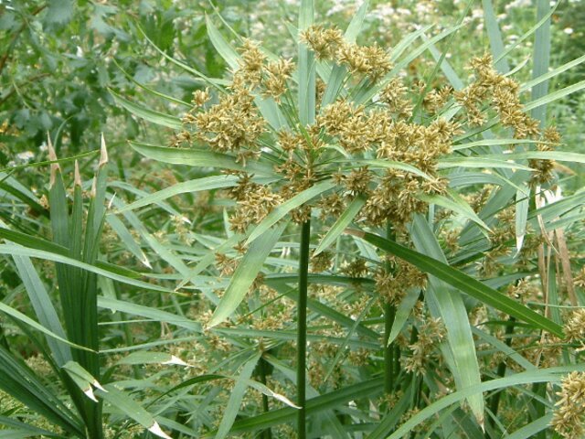 Cyperus alternifolius