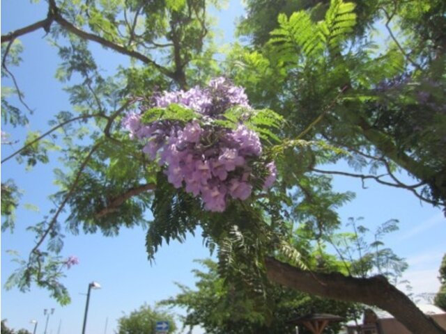 Jacaranda