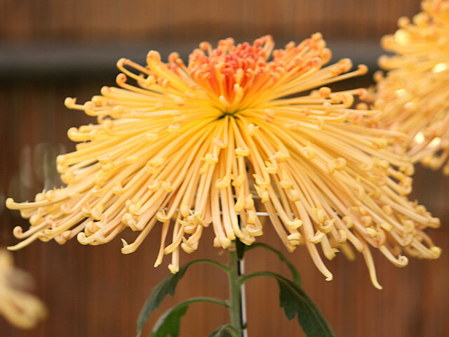 Chrysanthemum morifolium