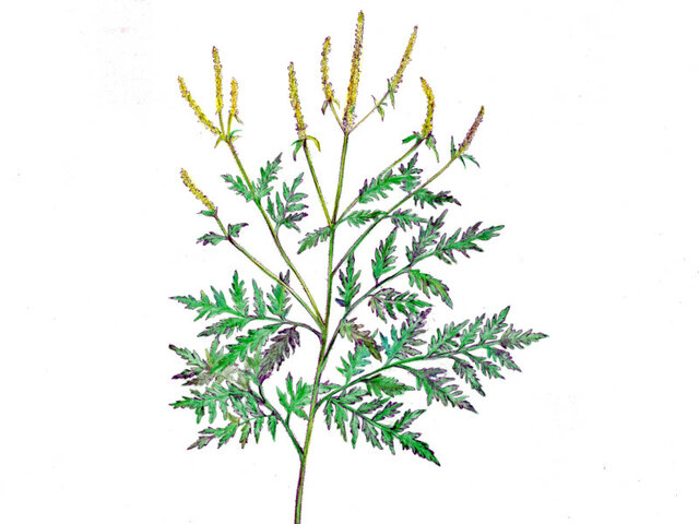 Ambrosia artemisiifolia