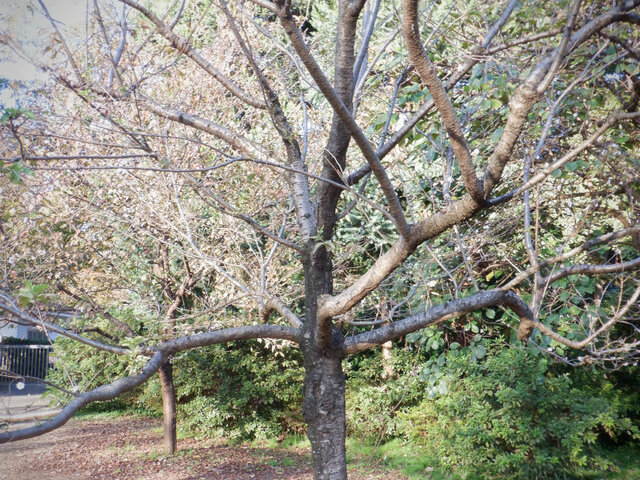 Kobuku zakura