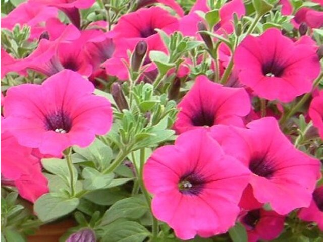 Petunia 'Kirin Wave Purple'