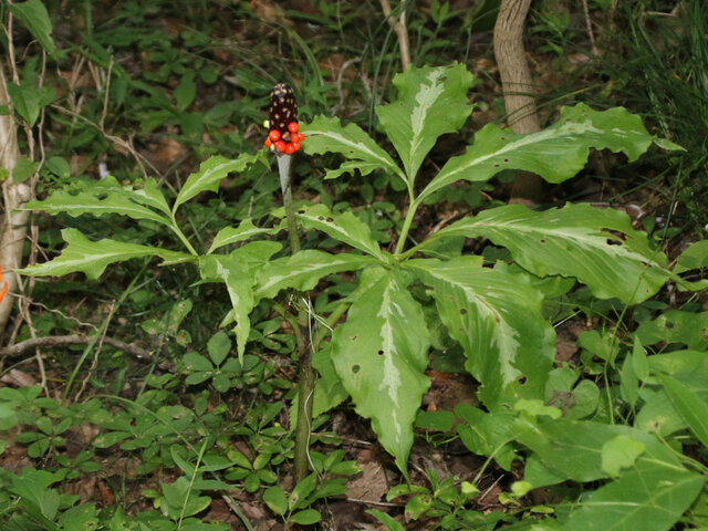 Arisaema limbatum var. ionostemma 