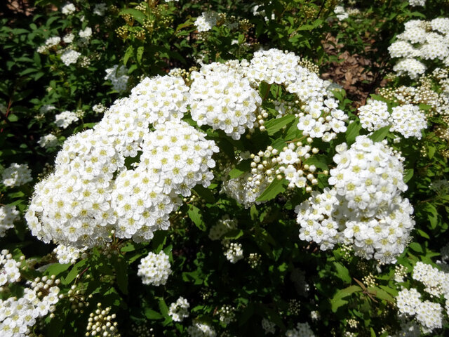 Reeve's spiraea