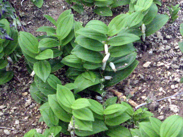 Polygonatum humile