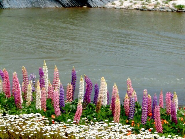 Garden lupin