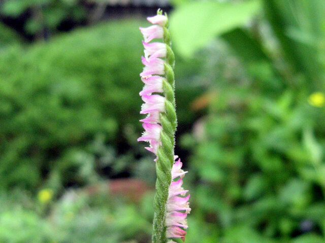 Spiranthes sinensis 