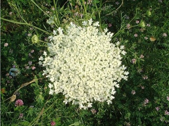 Daucus carota