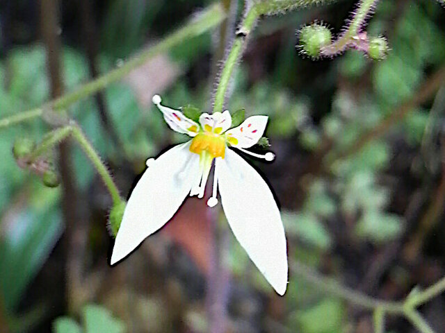 Saxifraga stolonifera