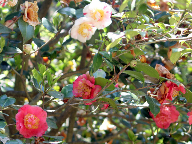 Camellia Mikasanomori