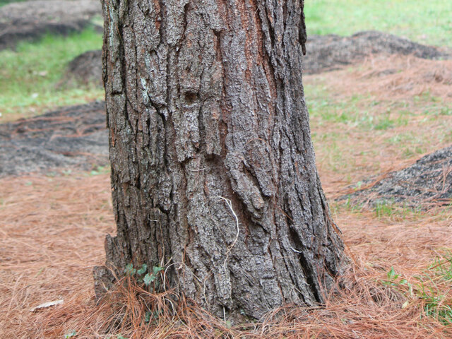 Pinus oaxacana