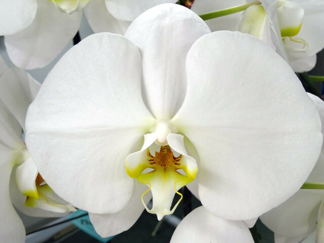 Moth orchid