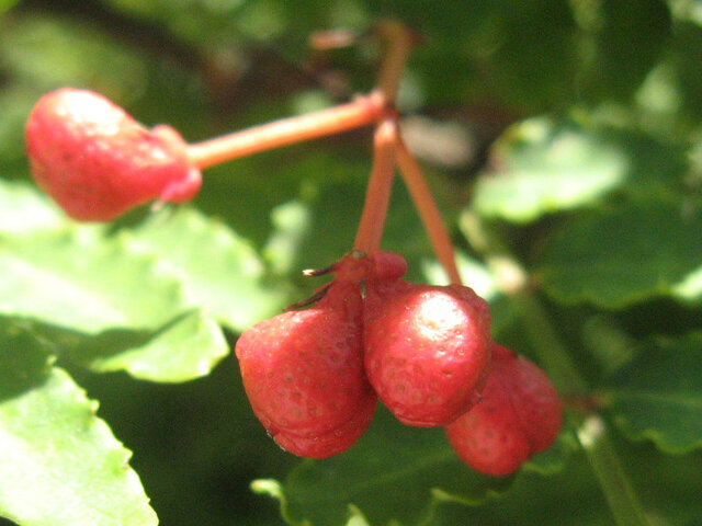 Japanese pepper