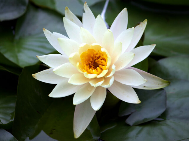 Water lily