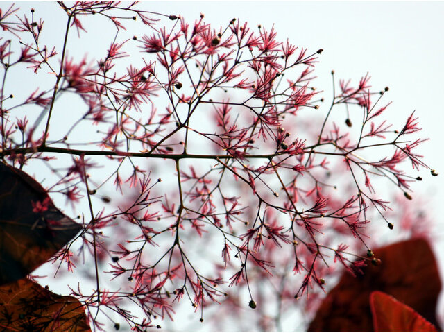 Smoke bush