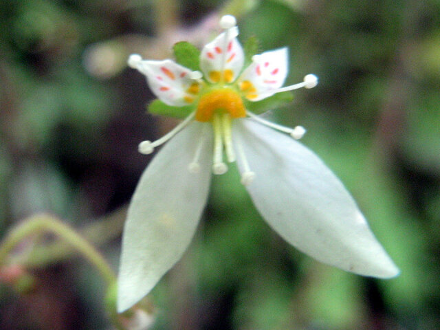 Saxifraga stolonifera