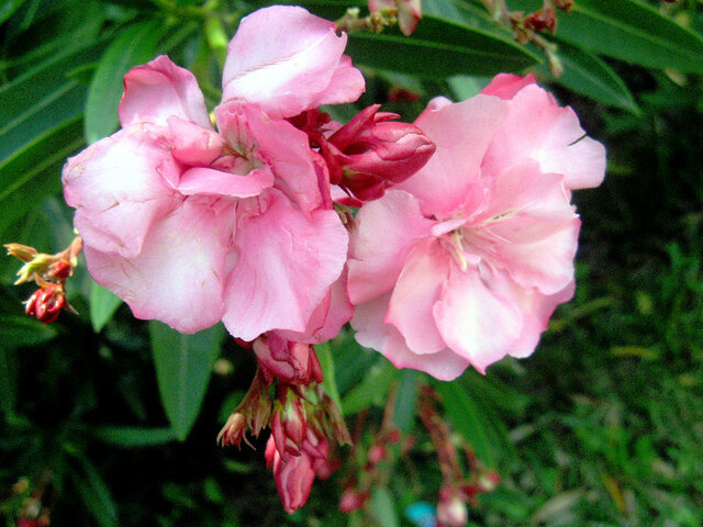 誕生花 8月12日 キョウチクトウ Flower Database