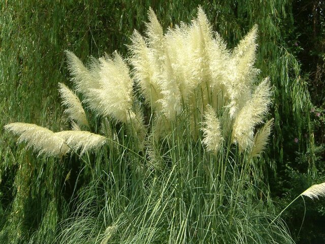 pampas grass